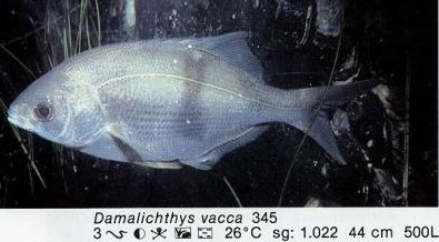 Damalichthys vacca